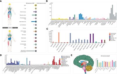 The regulation of ISG20 expression on SARS-CoV-2 infection in cancer patients and healthy individuals